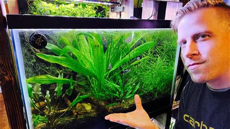 Potted Amazon Sword Plant Beginner Tropical Live Aquarium Freshwater