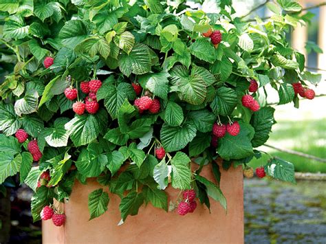 How to Grow Raspberries Growing raspberries, Raspberry bush