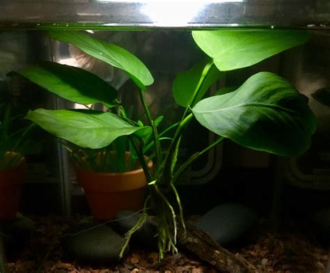 My Anubias has finally flowered for the first time! Aquariums