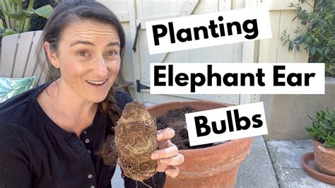 How to Plant Elephant Ear Bulbs at Home Balcony Garden Web