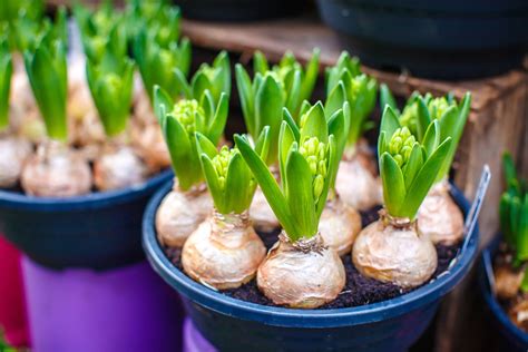 How to Plant SpringFlowering Bulbs