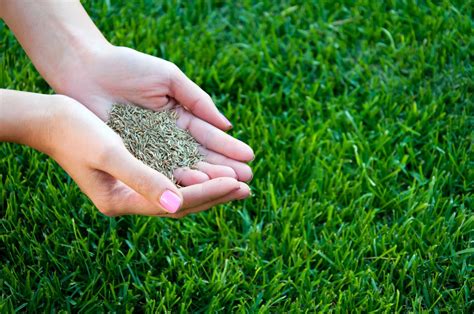 how to plant grass seed in texas