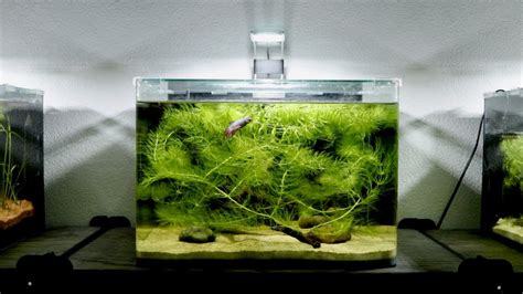 Hornwort Growing! My Aquarium Club