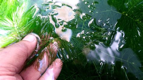 Oxygenating Pond Plant Ceratophyllum demersum (Hornwort) YouTube