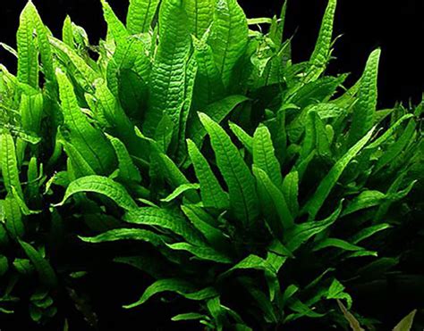 Java Fern Bare Root Microsorum Pteropus Low Light Freshwater