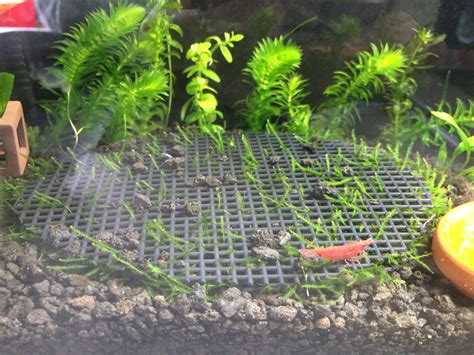 Growing a java moss mat am I doing it right? PlantedTank
