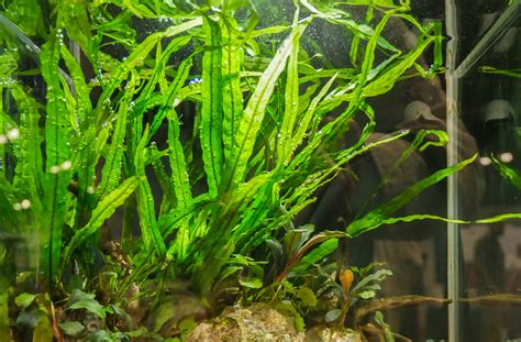 Java Fern The Best Aquarium Plant Ever? Tank Addict