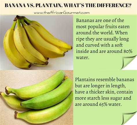 How To Plant Plantain And Banana