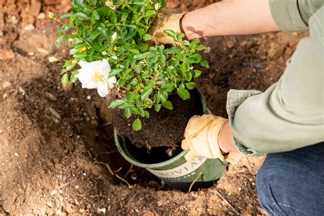 How To Plant A Rose Tree In The Ground