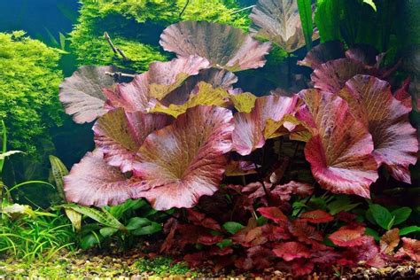 Can you grow a red tiger lotus in a 55gallon aquarium? Quora