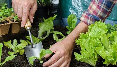 How To Plant Vegetable Seedlings In Pots