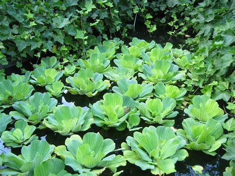 Water lettuce will shade a pond and help with an algae problem, a fast