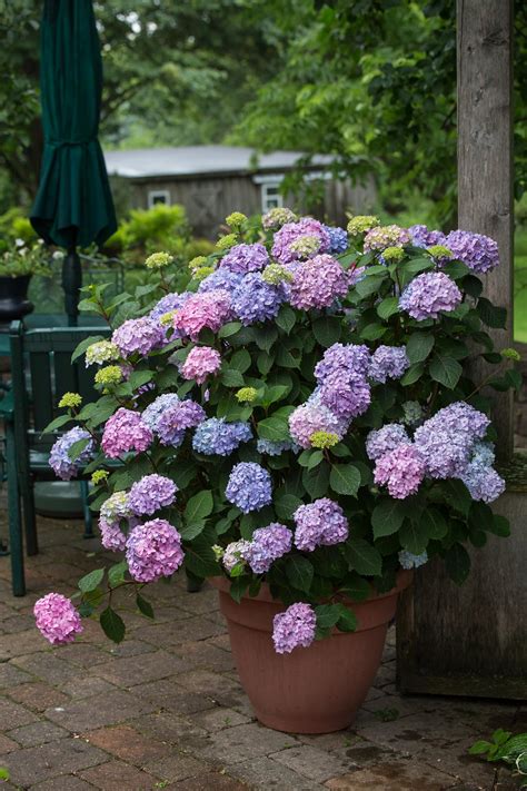 Growing Hydrangeas in Pots Potted plants patio, Front porch flower