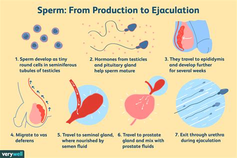 What Your Semen Says About Your Health