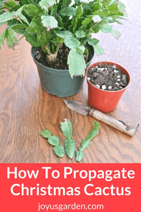 How To Propagate Christmas Cactus By Stem Cuttings