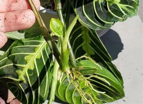 How To Propagate A Prayer Plant: A Step-By-Step Guide