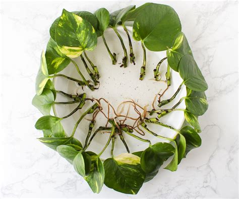 Where to Cut Pothos to PropagateSimple Steps With Pictures