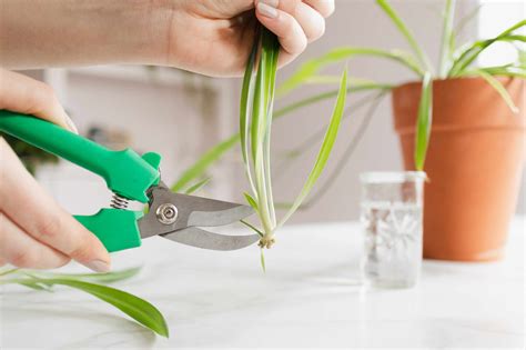 Propagate Spider Plants from Their Babies The Gardening Cook