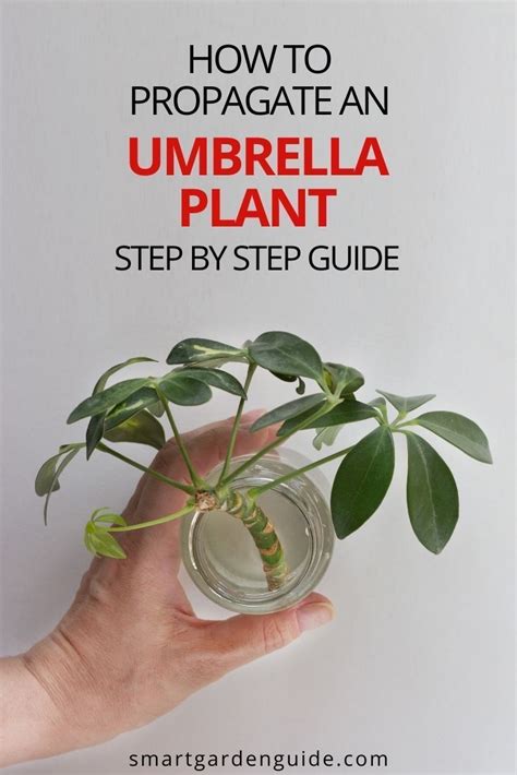 How To Propagate Umbrella Plant: A Step-By-Step Guide