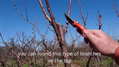 Pruning cherry trees properly and correctly youtube video uk summer