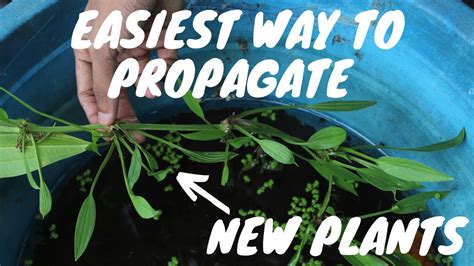 Amazon Sword How To Grow Care Propagate & Keep Fishkeeping Forever