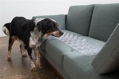 Famous How To Protect Couch From Dog 2023