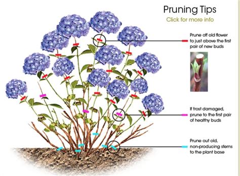 How to Prune Different Kinds of Hydrangeas (With images) When to