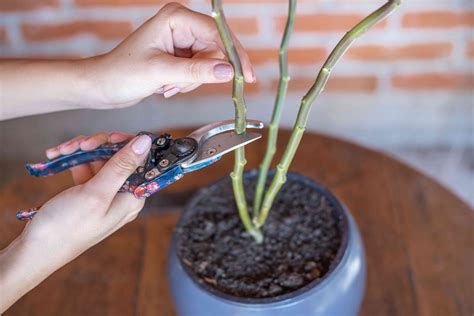 How To Prune Your Poinsettia Backyard Boss