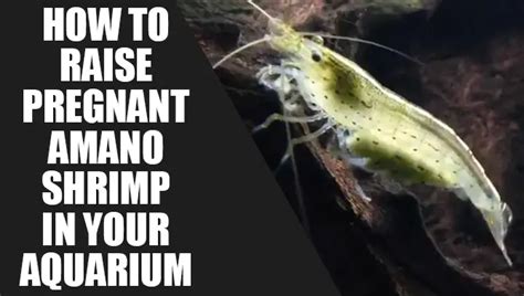 Raise Pregnant Amano Shrimp In Your Aquarium [Explained]