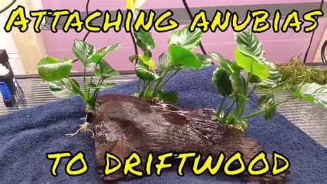 How to tie anubias to rock or driftwood 80 YouTube