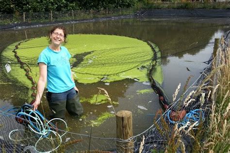 Pond Duckweed Removal Simple, easy, and mostly hands off YouTube