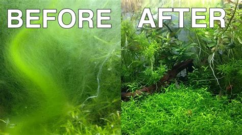Hair Algae Defeated, This Is What Healthy Java Moss Looks Like YouTube