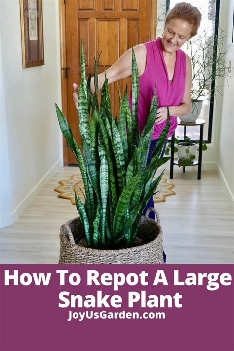 When to repot a snake plant ? succulents