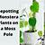 how to repot monstera with moss pole
