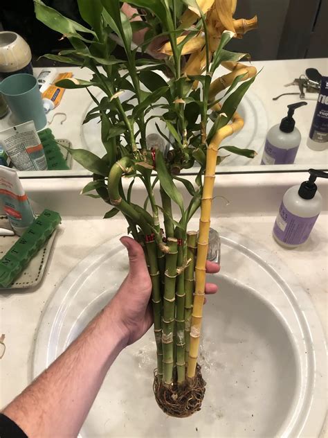 How to revive a bamboo plant expert tips to bring life back to your