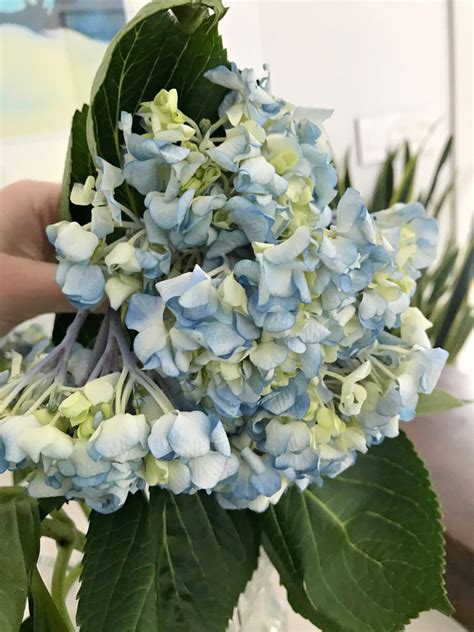 HOW TO REVIVE WILTED CUT HYDRANGEAS — O&Y Studio
