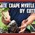 how to root crepe myrtle clippings