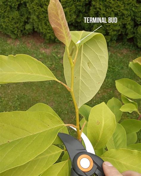 Magnolia Propagation Methods Tips On Starting A Magnolia Tree From