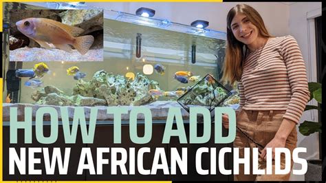 African Cichlids Cichlid aquarium, Cichlids, Tropical freshwater fish