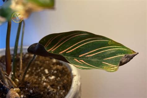 How To Save A Dying Calathea Plant? (Possible Problem+Solution