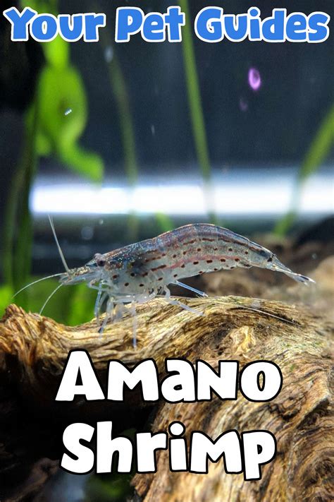 Amano shrimp PlantedTank