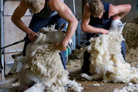 Sheep & Lambs Veganuary