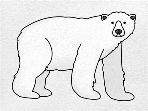 Polar Bear Drawing Easy Free download on ClipArtMag