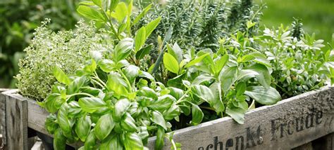 How To Start A Herb Farming Business
