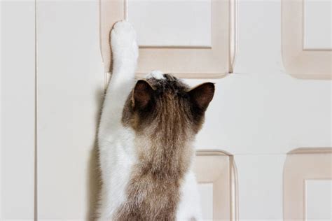 How To Stop A Cat From Scratching A Door