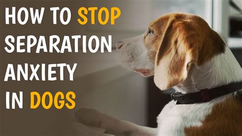how to stop a dog's separation anxiety