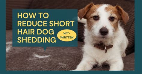 How To Stop Dog Shedding Hair in 2021 Dog shedding, Stop dog shedding