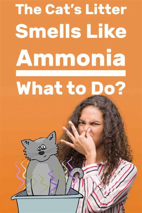 How To Stop Ammonia Smell In Cat Litter