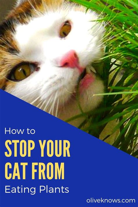 How To Keep Cats Out Of Houseplants Get Busy Gardening Cat proofing