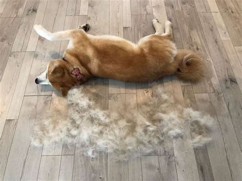 How to Stop Dog Shedding Short Hair Glamorous Dogs